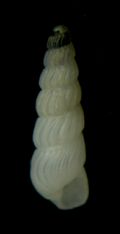 Chrysallida&nbsp;sigmoidea